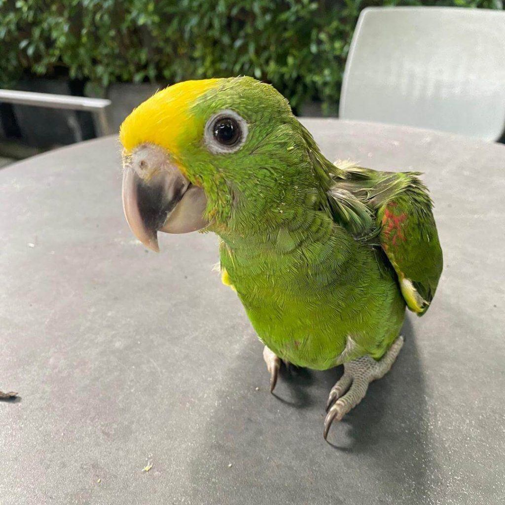 Baby Double Yellow Headed Amazon - All Parrots Fertile Eggs