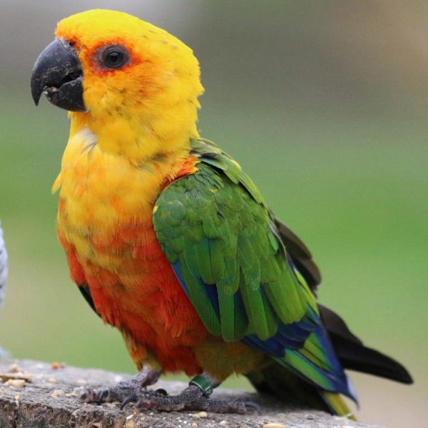 Baby Jenday Conure Parrots