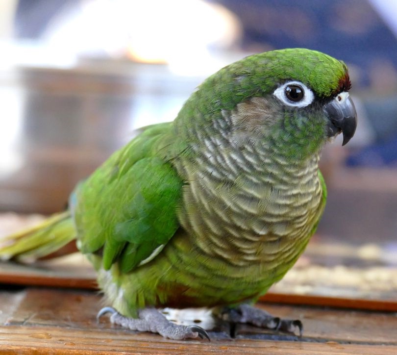 Baby Maroon Bellied Conure Parrots - All Parrots Fertile Eggs