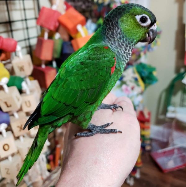 Black-Capped Conures Parrots