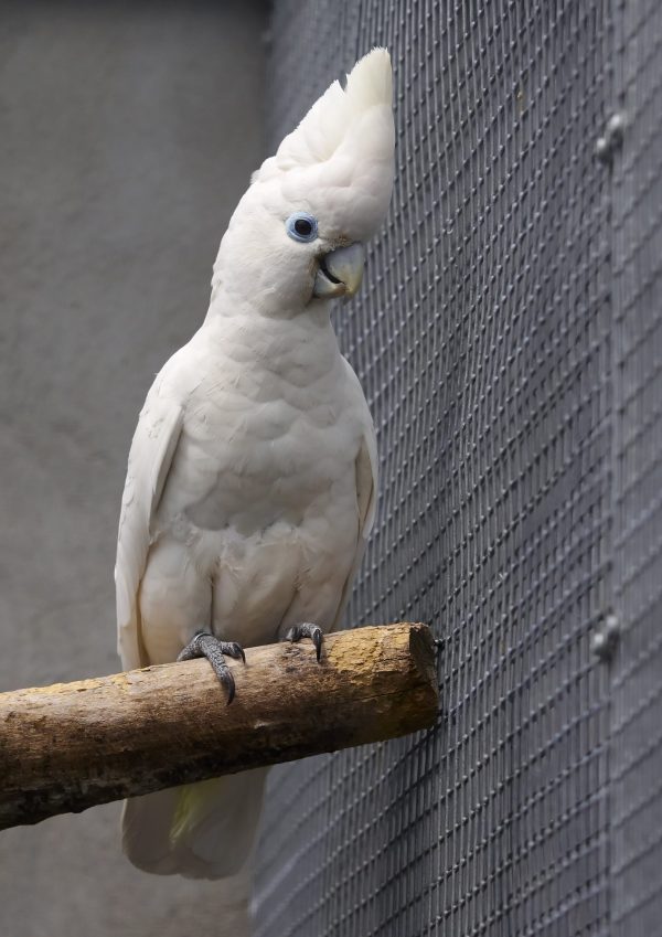 Ducorp Cockatoos Parrots