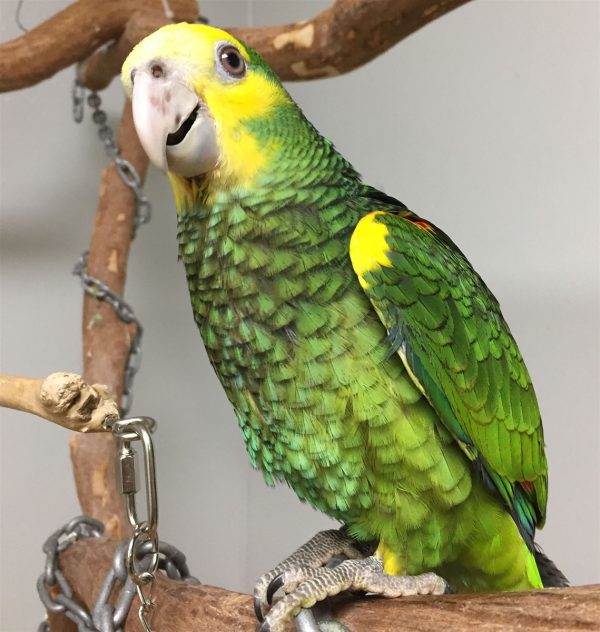 Yellow Shoulder Amazons Parrots