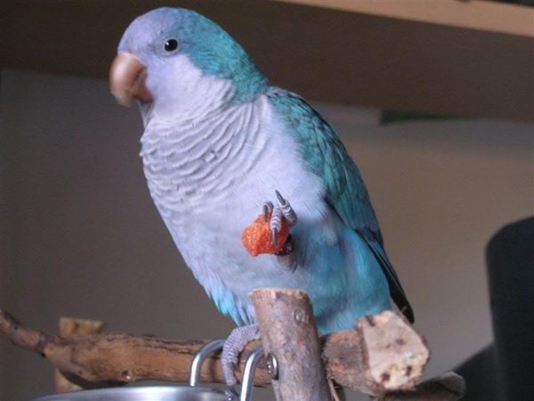 Blue Quaker Parrots