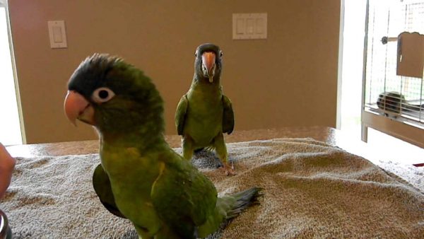 Blue Crowned Conures Parrots