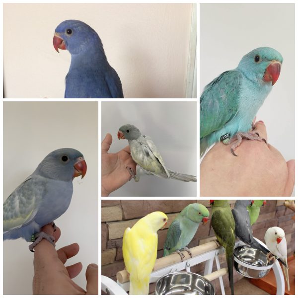 Indian Ringneck Parakeet Parrots