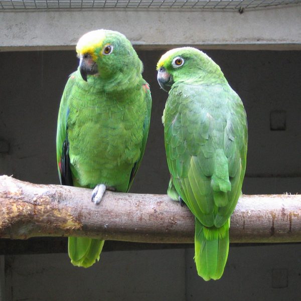 Yellow Naped Amazon Parrot