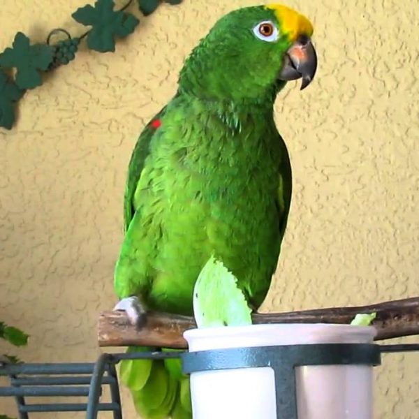 Yellow Headed Amazon Parrot - All Parrots Fertile Eggs