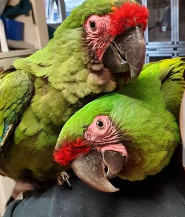 Military Macaw Parrots Available