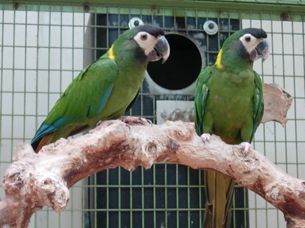 Pair Golden Collared Macaw Parrots