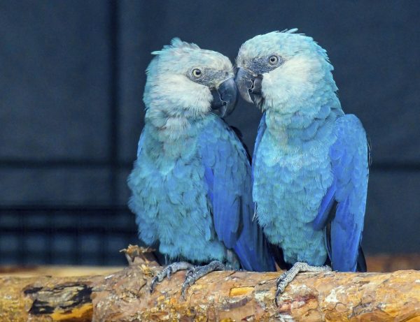 Pair Spix Macaw Parrot For Sale