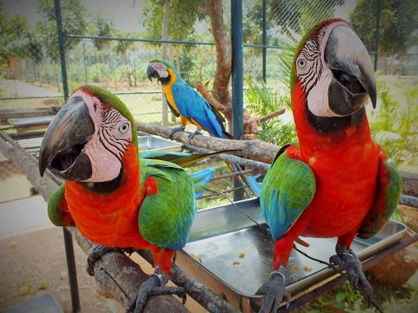 Cute Pair Harlequin Macaw Parrots