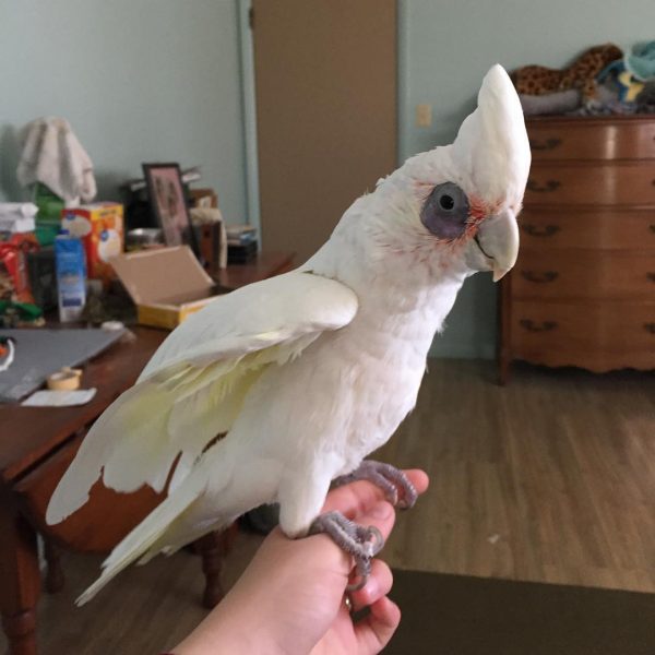 Bare Eyed Cockatoo Parrot