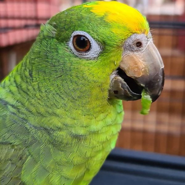 Yellow Crowned Amazon Parrots - All Parrots Fertile Eggs