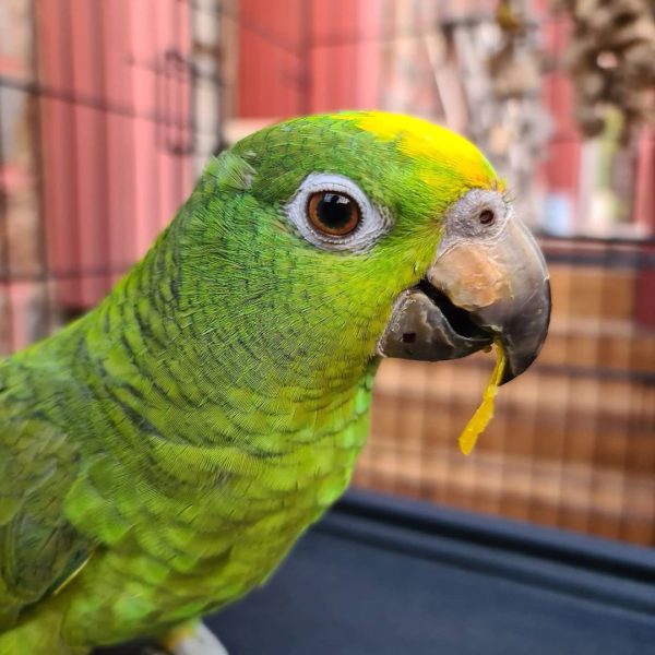 Yellow Crowned Amazon Parrots - All Parrots Fertile Eggs