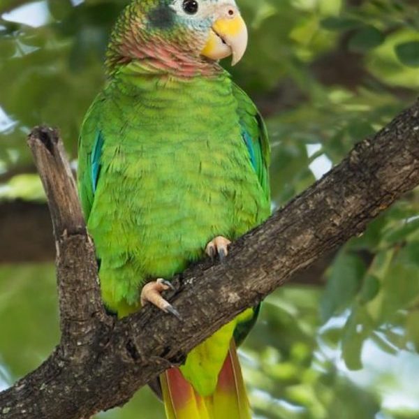 Red Browed Amazon Parrot - All Parrots Fertile Eggs