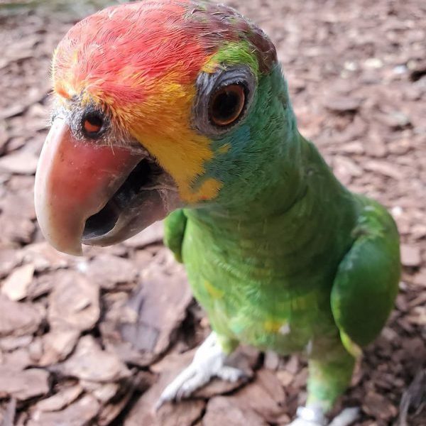 Red Necked Amazon Parrot - All Parrots Fertile Eggs