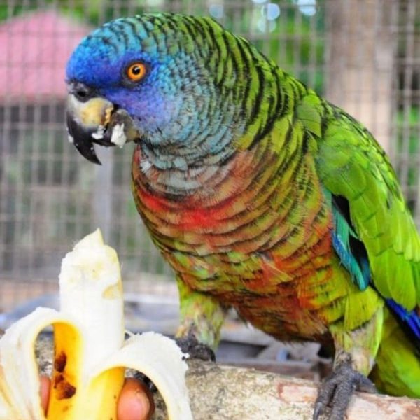 Red Browed Amazon Parrot - All Parrots Fertile Eggs