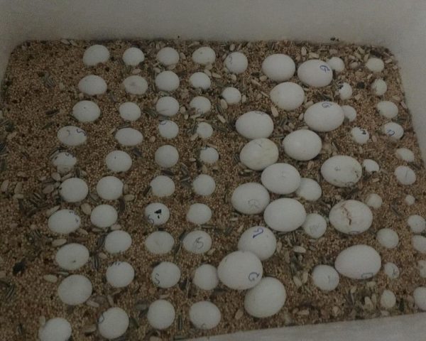 Toco Toucan Eggs