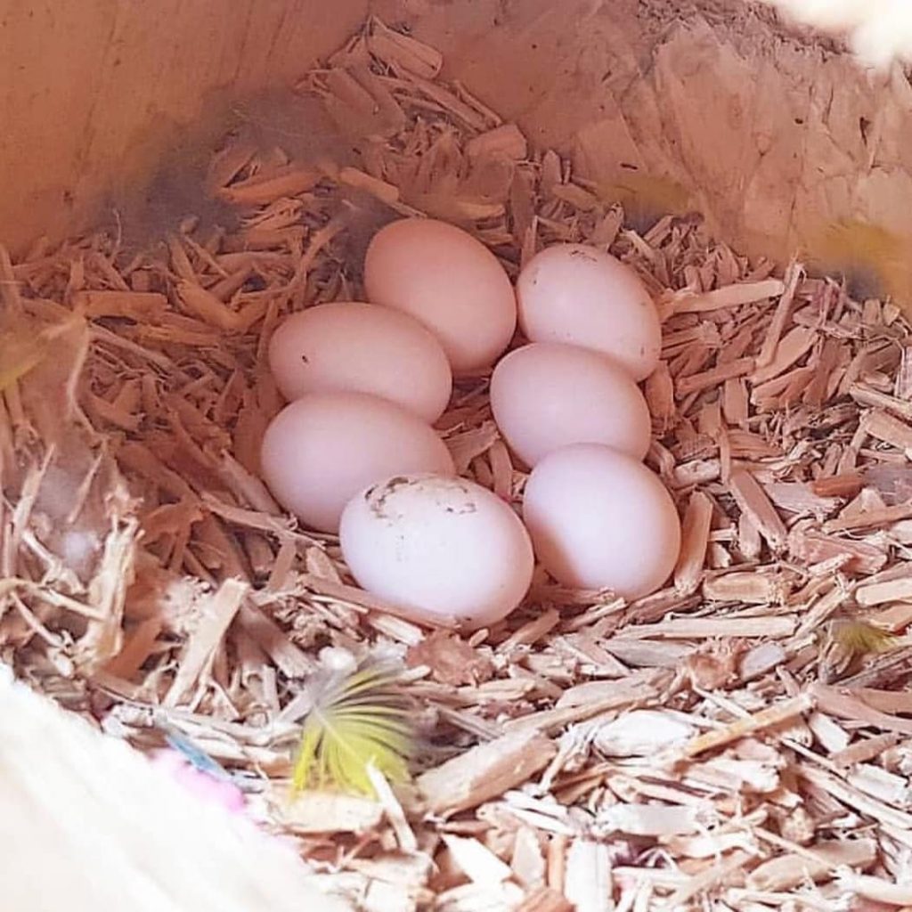 FERTILE PARROT EGGS - All Parrots Fertile Eggs