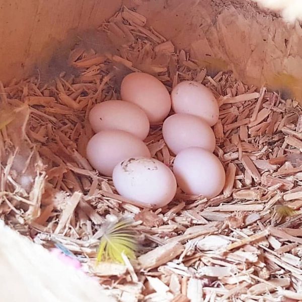 Eclectus Parrot Eggs For Sale